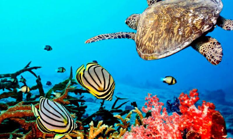 Vizyon Mısır ve Zanzibar Keşfi Turu  8 Gece 9 Gün
