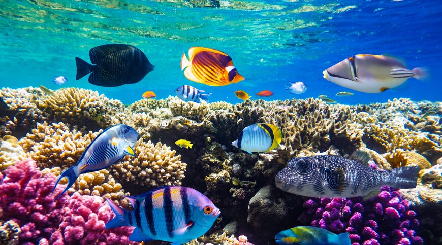 SHARM EL SEHIKH TURU 4 GECE 5 GÜN MAYIS KAMPANYASI