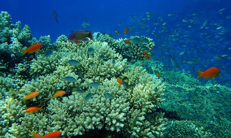 RT005 Kurban Bayramı Özel Vizyon Sharm El Sheikh Turu Türk Havayolları ile 4 Gece 5 Gün