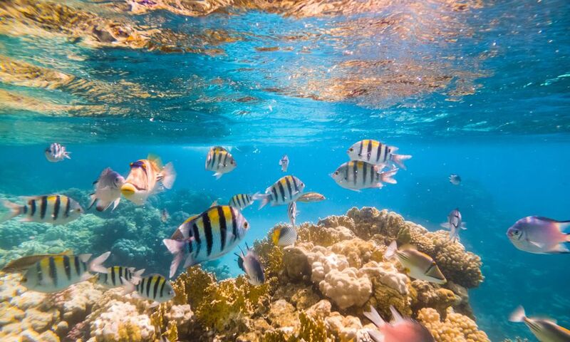 RT006 Kurban Bayramı Özel Vizyon Sharm El Sheikh Turu Ajet Havayolları ile 3 Gece 4 Gün