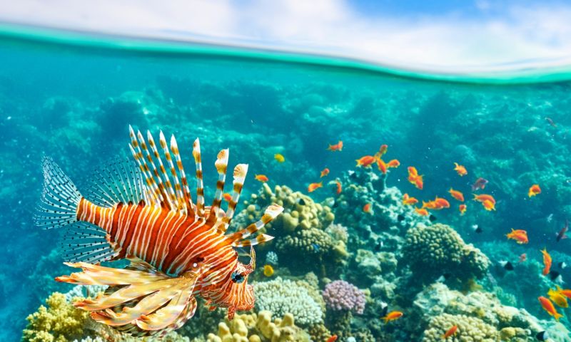 RT009 Vizyon Sharm El Sheikh Çöl ve Mercanların Keşfi Turu Pegasus Havayolları ile 5 Gece Konaklamalı