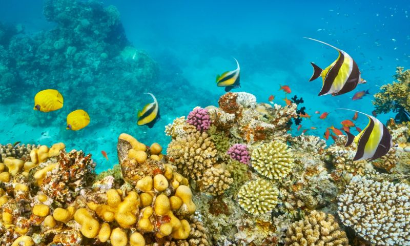 RT012 Vizyon Sharm El Sheikh Çöl ve Mercanların Keşfi Turu Pegasus Havayolları ile Ekstra Turlar ve Çevre Gezileri Dahil 6 Gece Konaklamalı