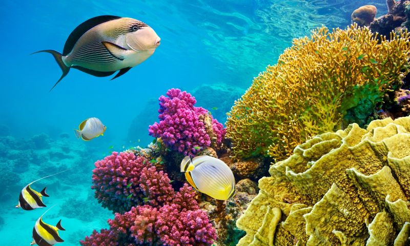 Vizyon Sharm El Sheikh Çöl ve Mercanların Keşfi Turu Pegasus Havayolları ile 6 Gece