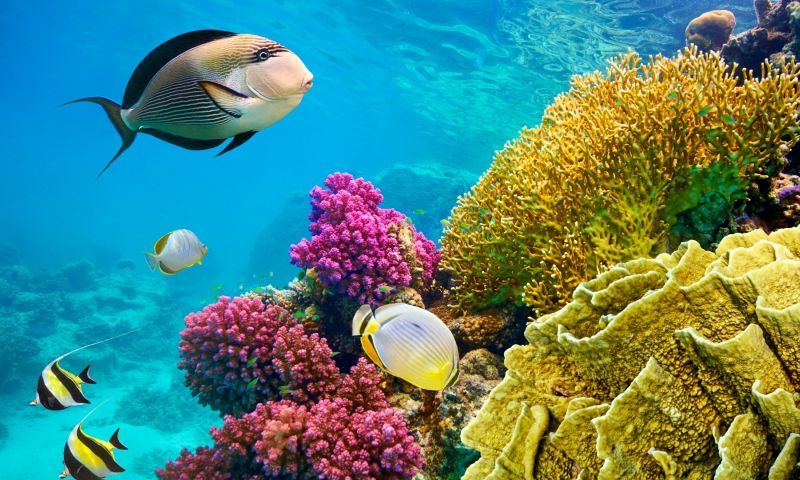 Kurban Bayramı Özel Vizyon Sharm El Sheikh Turu Freebird Havayolları ile 4 Gece