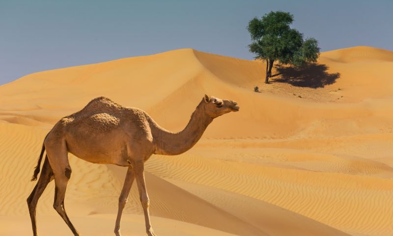 Ankara Hareketli Vizyon Sharm El Sheikh Çöl ve Mercanların Keşfi Turu Pegasus Havayolları ile 4 Gece